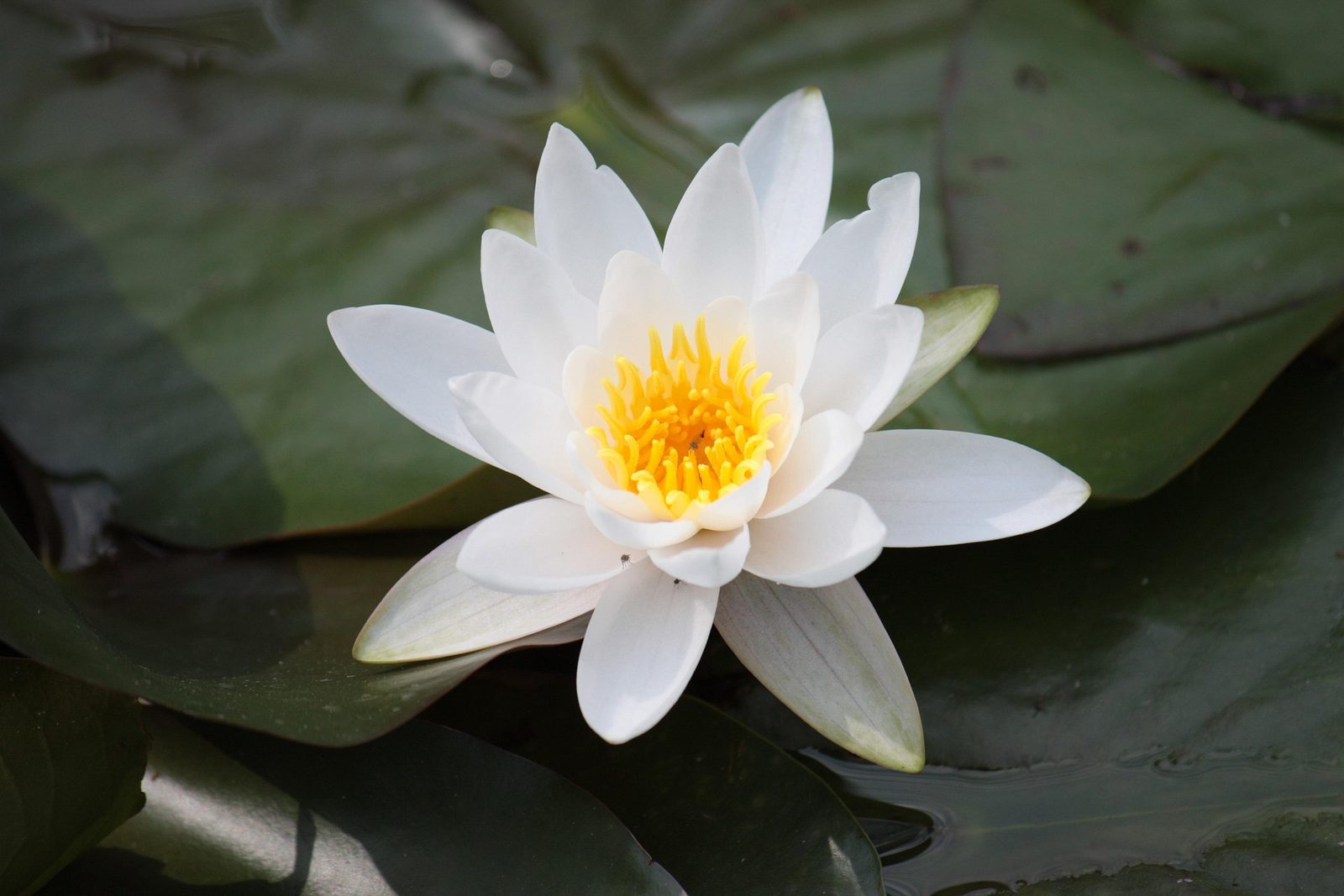 A white water lily open among dark green lily pads