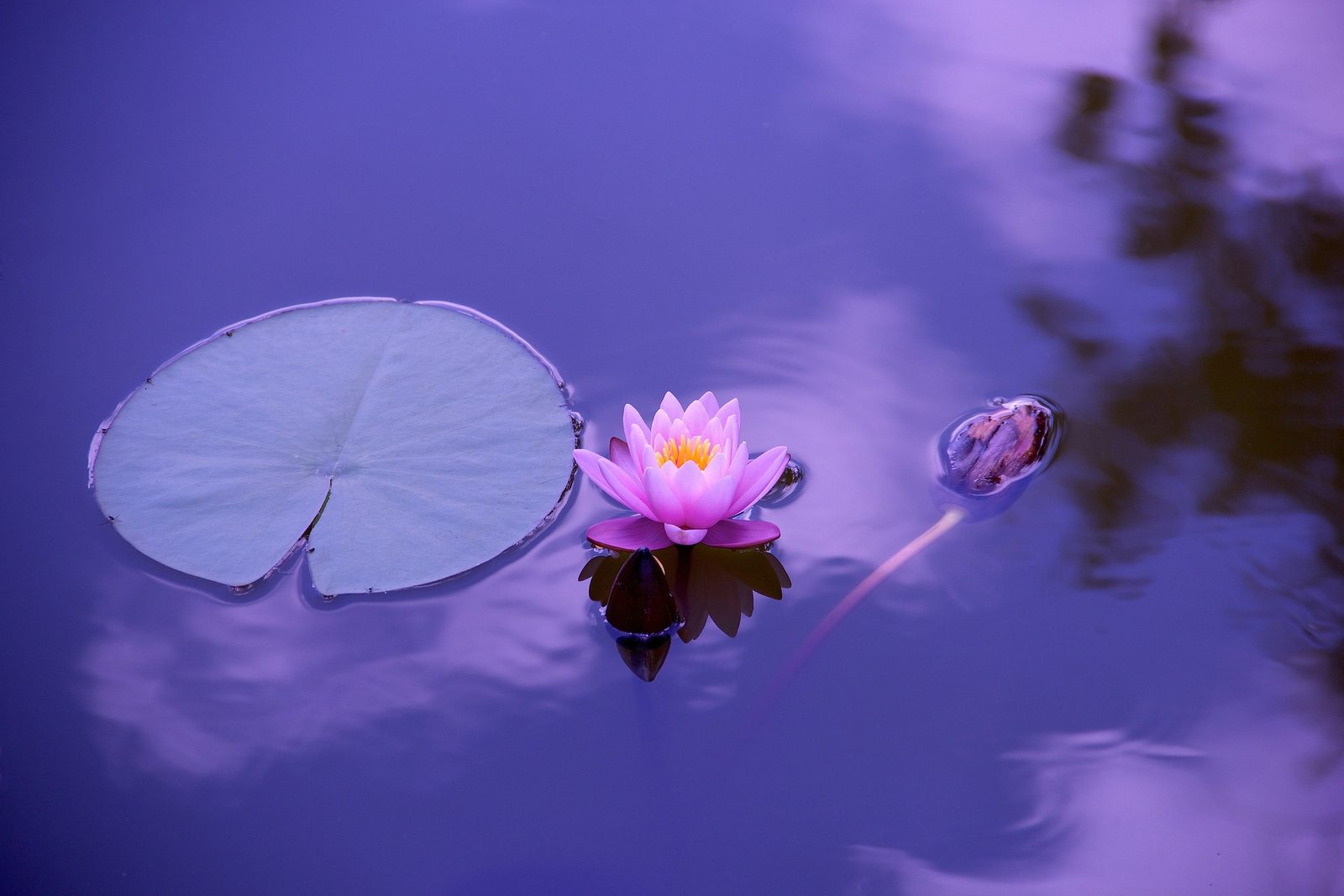 A pink lotus flower and a lily pad floating on calm violet water