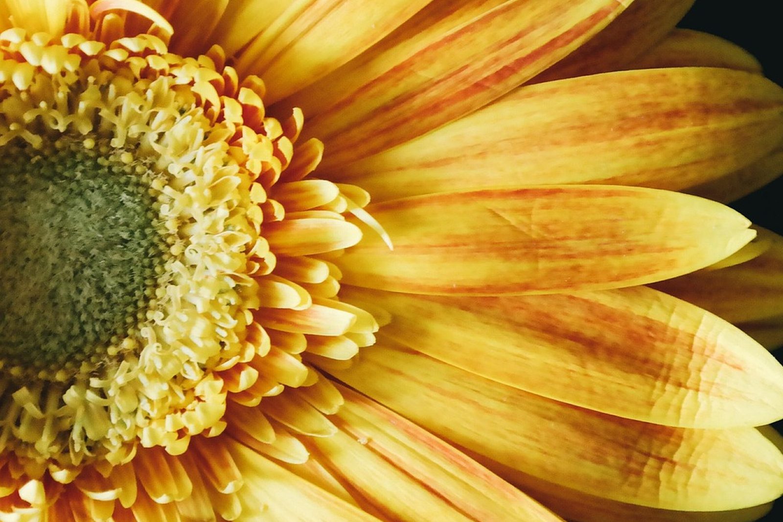 Close-up of a yellow and orange flower with long petals fanning out from its middle