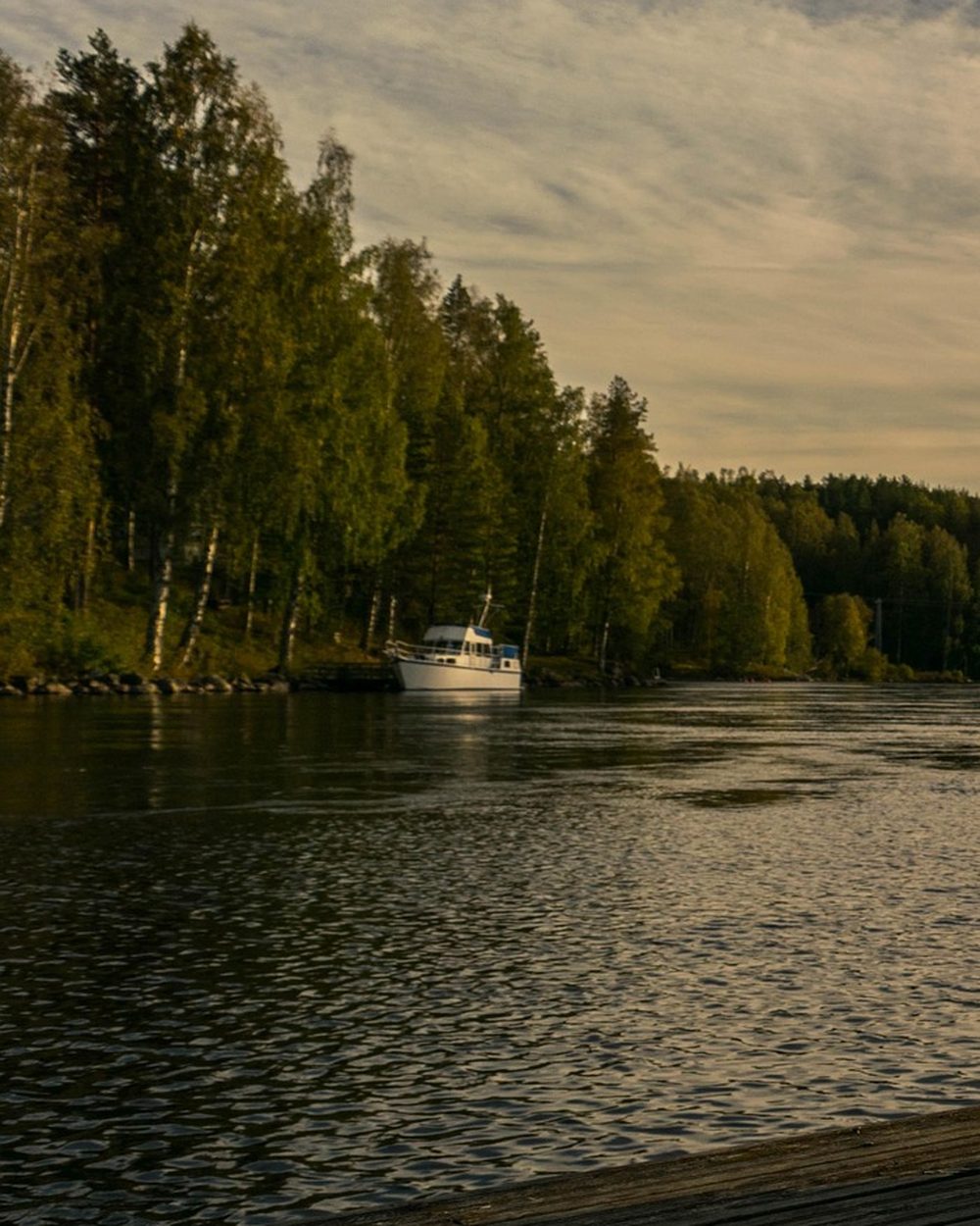 Birch and pine trees along a calm lake, with a small white boat moored near the shore